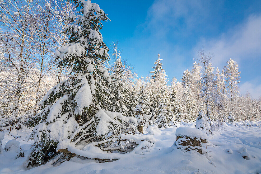 Verschneiter Winterwald im Naturpark Rheingau-Taunus bei Engenhahn, Niedernhausen, Hessen, Deutschland