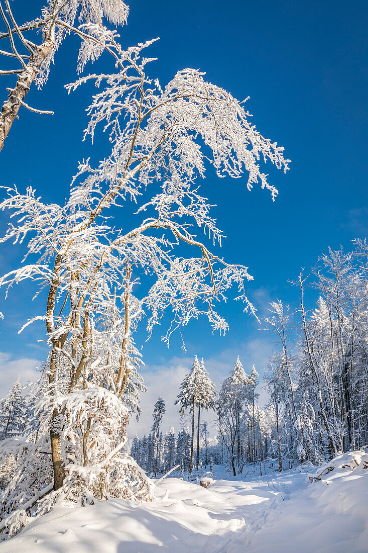 Snowy winter forest in the Rheingau-Taunus Nature Park near Engenhahn, Niedernhausen, Hesse, Germany