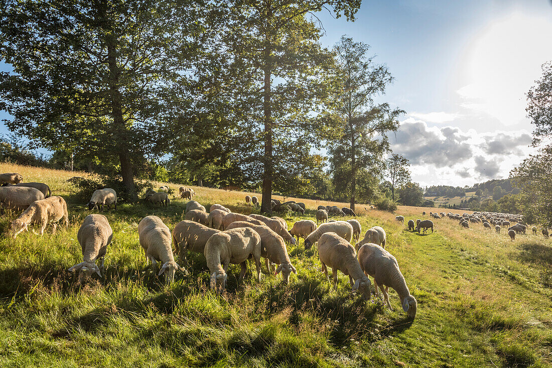 Herd of sheep in the Rheingau-Taunus Nature Park near Engenhahn, Niedernhausen, Hesse, Germany