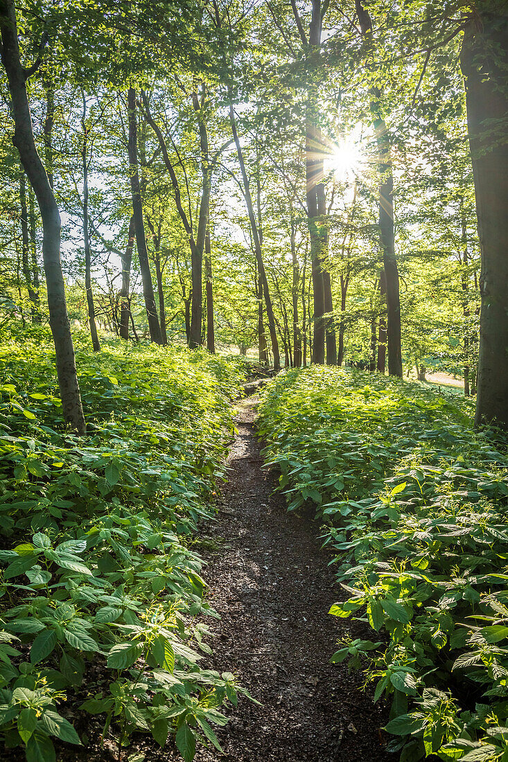 Path through summer beech forest in the Rheingau-Taunus Nature Park near Engenhahn, Niedernhausen, Hesse, Germany