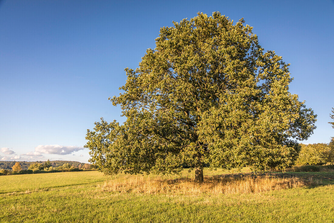 Oak in the Rheingau-Taunus Nature Park near Engenhahn, Niedernhausen, Hesse, Germany