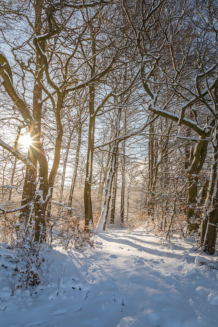 Wintersonne im verschneiten Wald im Naturpark Rheingau-Taunus bei Engenhahn, Niedernhausen, Hessen, Deutschland