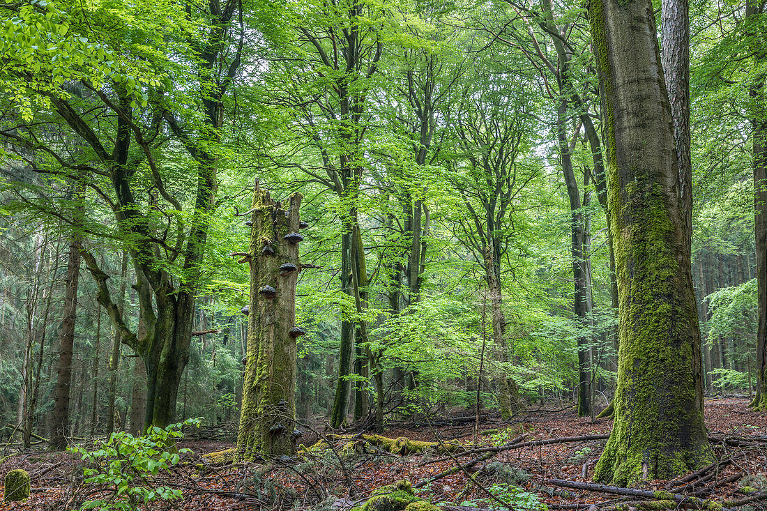 Frühling im Buchenwald im Naturpark Rheingau-Taunus bei Engenhahn, Niedernhausen, Hessen, Deutschland