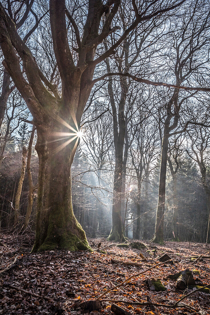 Late autumn in the beech forest in the Rheingau-Taunus Nature Park near Engenhahn, Niedernhausen, Hesse, Germany