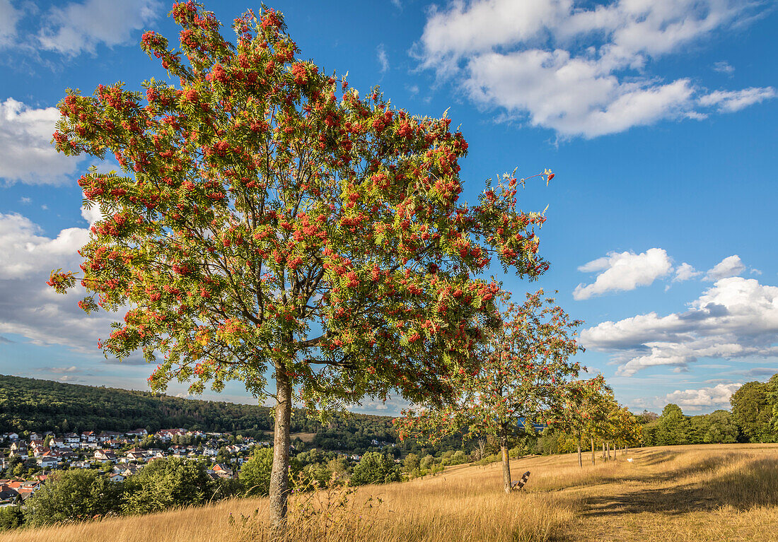 Rowan trees in late summer in the Rheingau-Taunus Nature Park near Engenhahn, Niedernhausen, Hesse, Germany