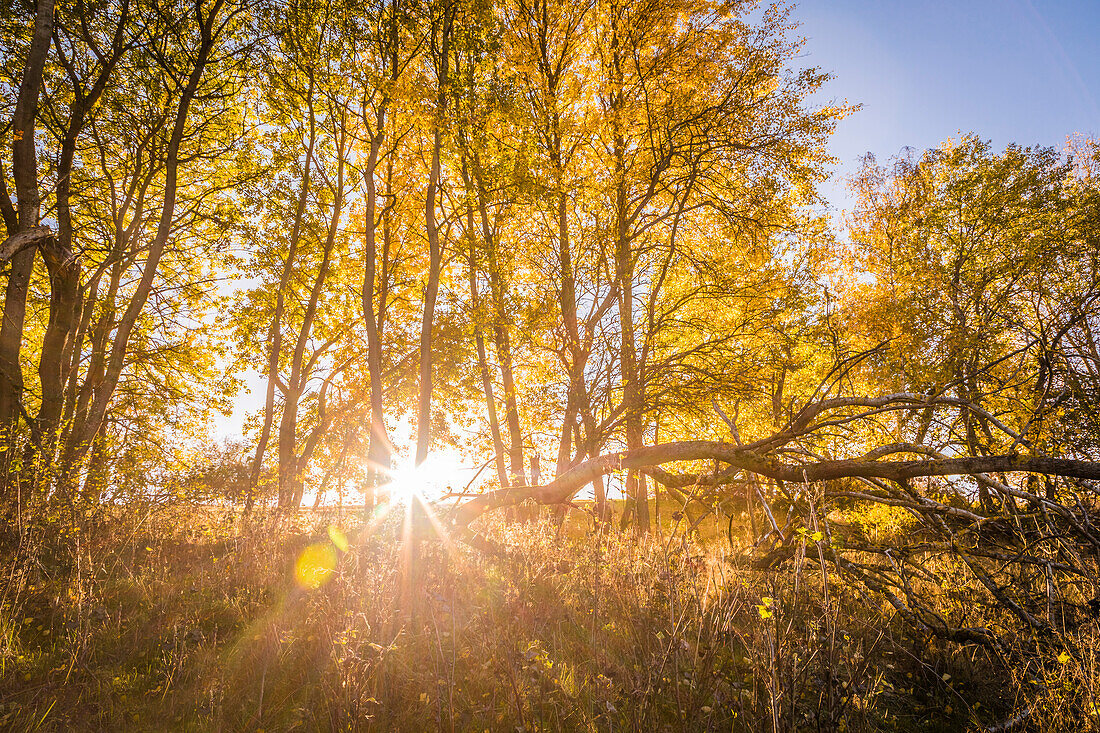 Herbstlicher Pappelhain im Naturpark Rheingau-Taunus bei Engenhahn, Niedernhausen, Hessen, Deutschland