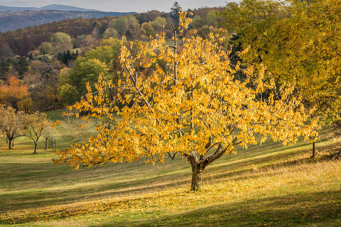 Herbstliche Streuobstwiese im Naturpark Rheingau-Taunus bei Engenhahn, Niedernhausen, Hessen, Deutschland