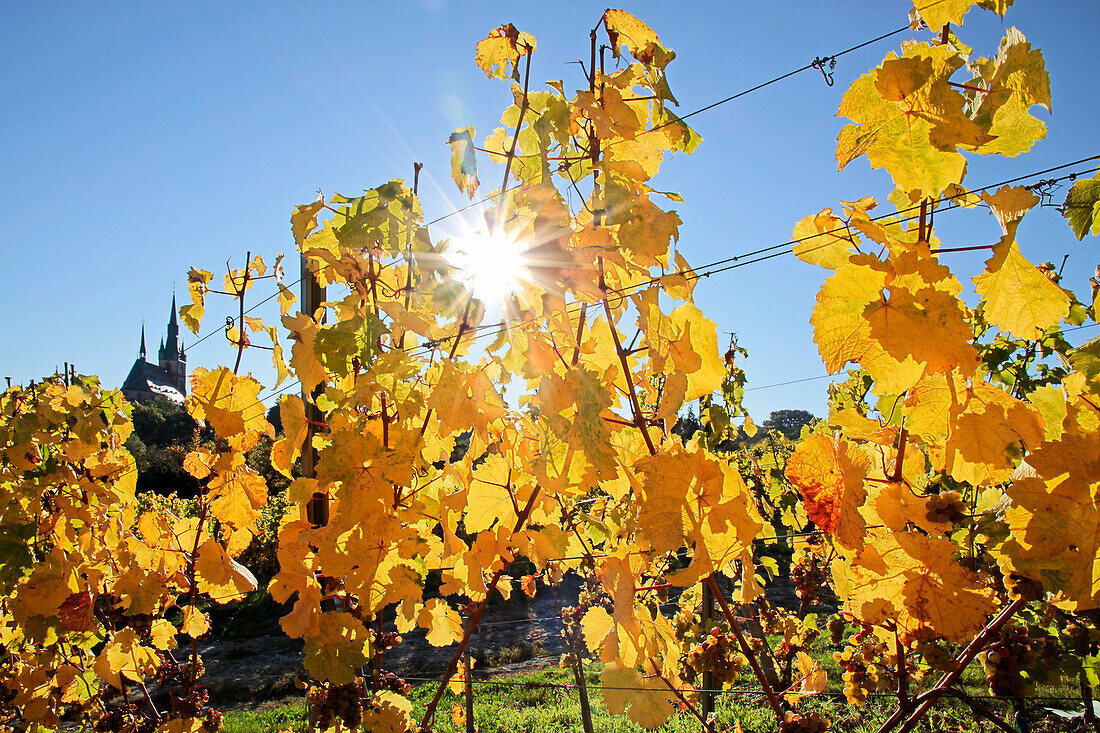 Vineyard in autumn near Kiedrich, Rheingau, Hesse, Germany