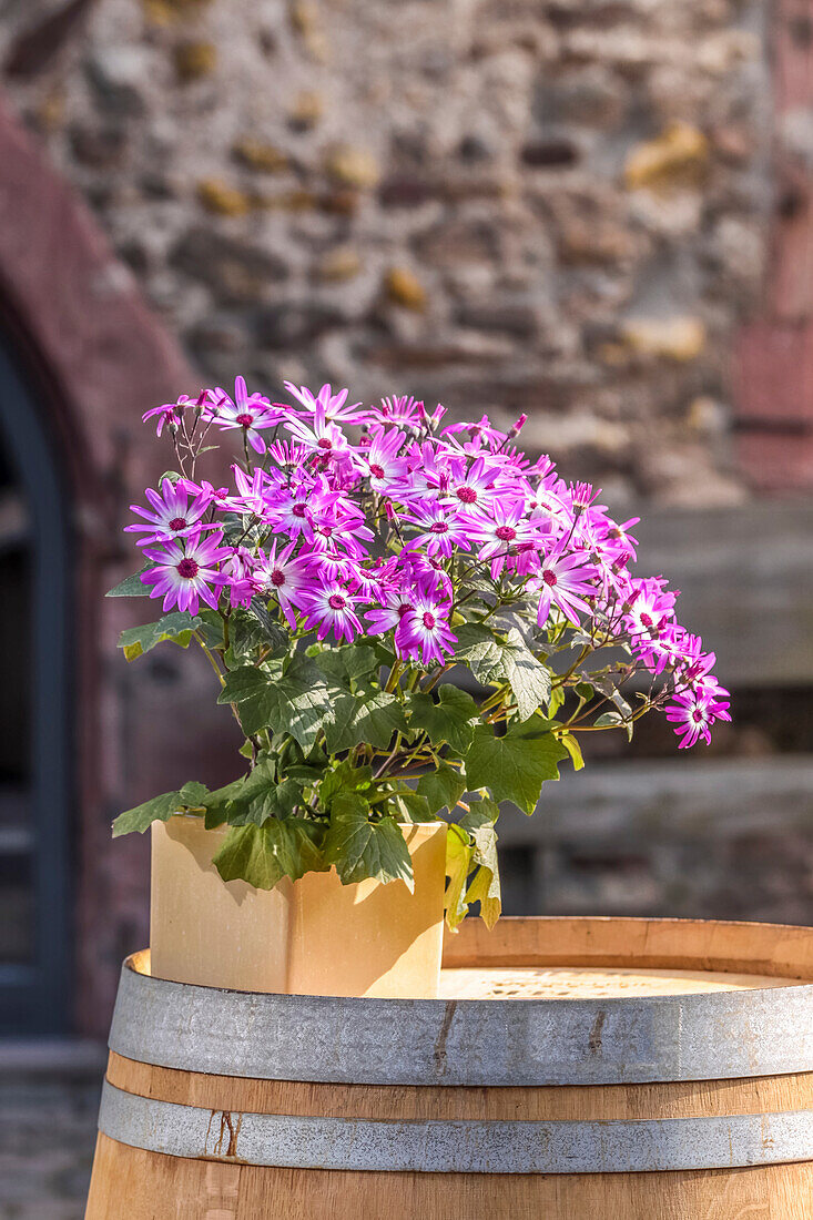 Blumendekoration auf altem Holzfass in Eltville, Rheingau, Hessen, Deutschland