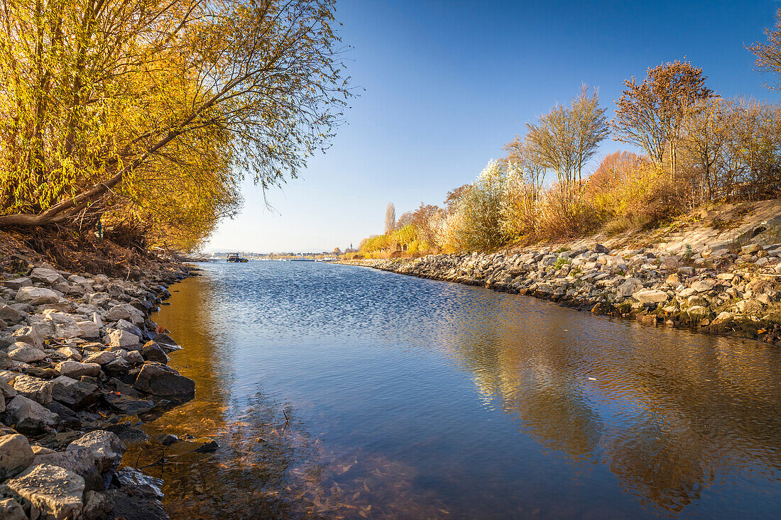 Rhein bei Oestrich-Winkel, Rheingau, Hessen, Deutschland