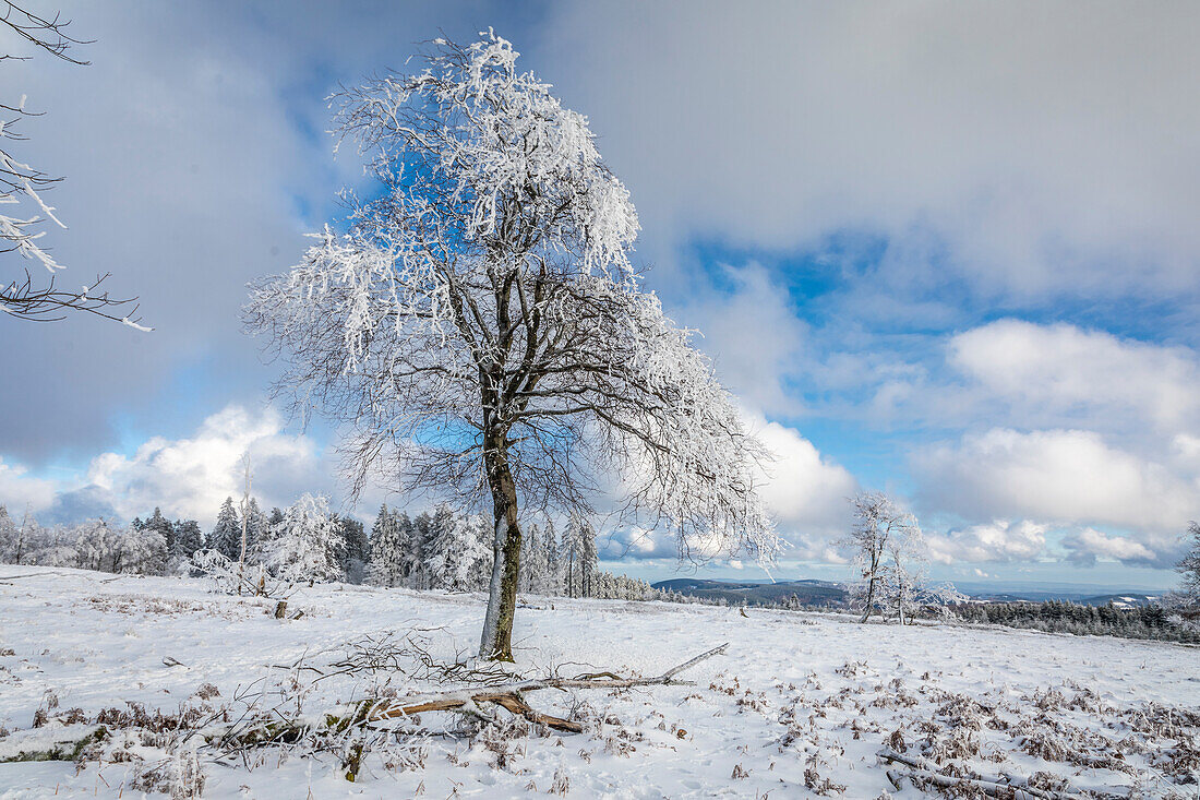 Snow-covered beech trees at Kahler Asten (841 m) near Winterberg, Sauerland, North Rhine-Westphalia, Germany