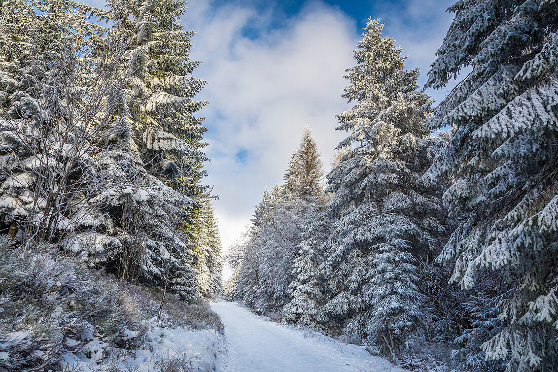 Hiking trail in the winter forest at Kahler Asten near Winterberg, Sauerland, North Rhine-Westphalia, Germany