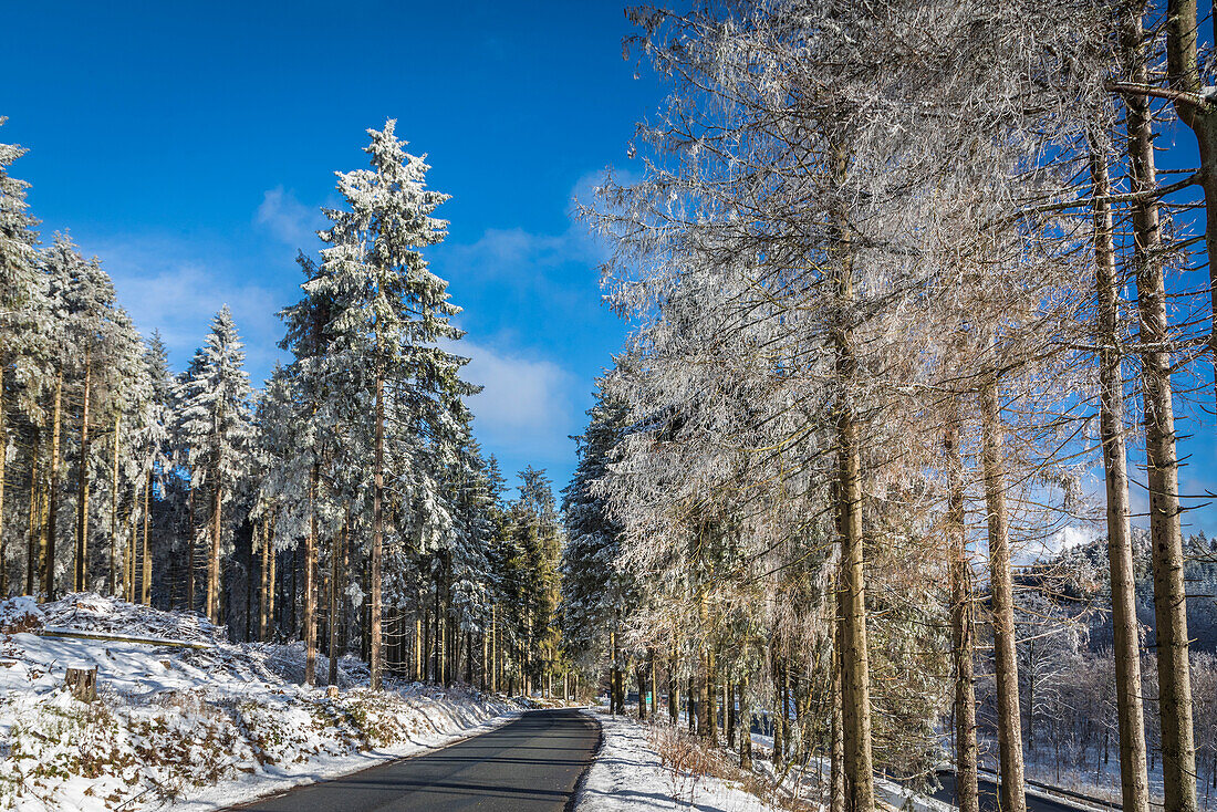 Winter coniferous forest on the road to Kahler Asten near Winterberg, Sauerland, North Rhine-Westphalia, Germany