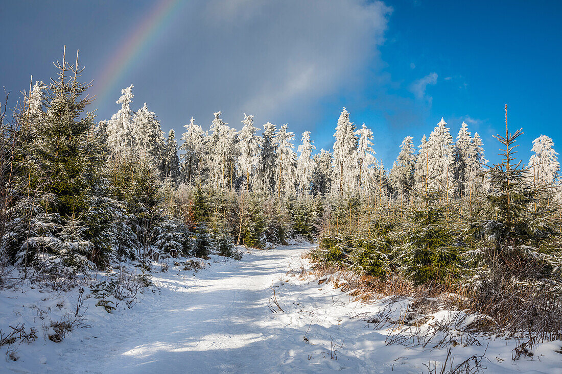 Wanderweg im Winterwald am Kahlen Asten bei Winterberg, Sauerland, Nordrhein-Westfalen, Deutschland