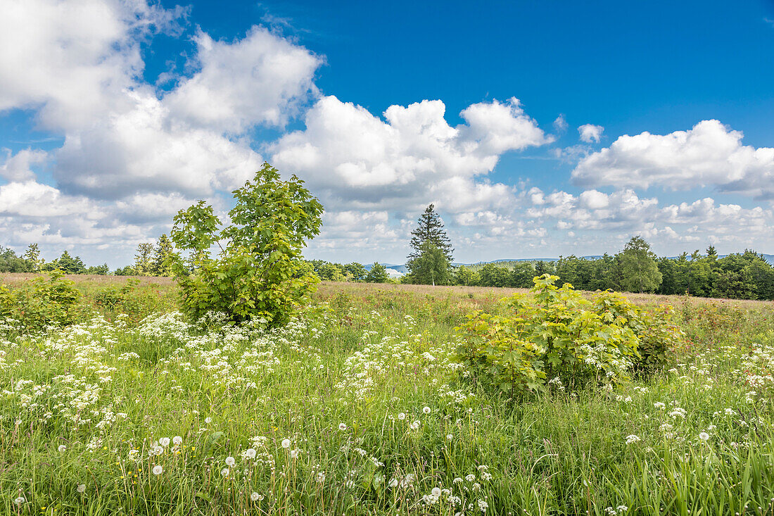 Frühling auf dem Gipfelplateau des Kahlen Asten bei Winterberg, Sauerland, Nordrhein-Westfalen, Deutschland