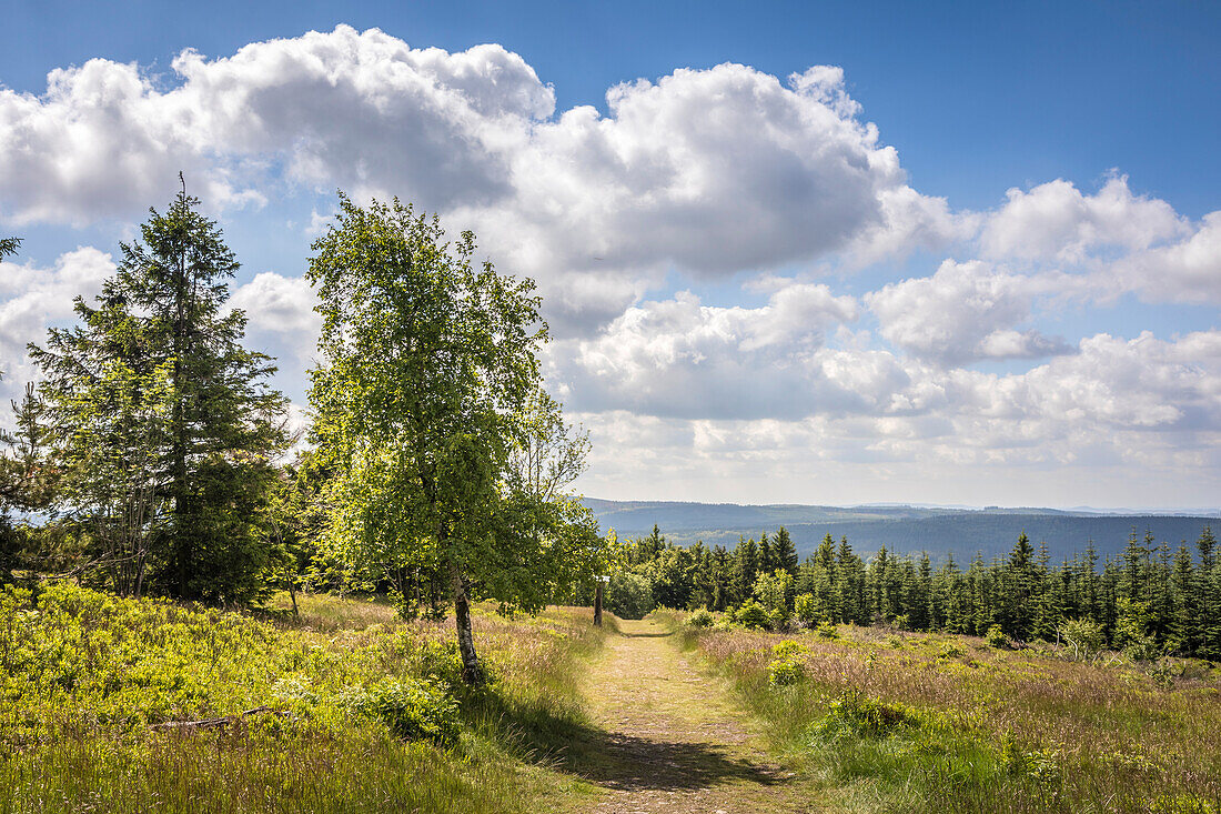 Wanderweg auf dem Gipfelplateau des Kahlen Asten bei Winterberg, Sauerland, Nordrhein-Westfalen, Deutschland