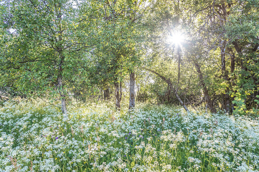 Blühende Blumenwiese auf dem Gipfelplateau des Kahlen Asten bei Winterberg, Sauerland, Nordrhein-Westfalen, Deutschland