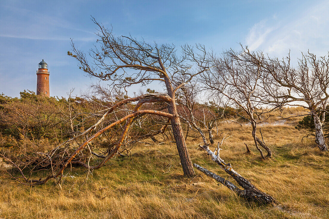 Wind-bent trees at Darsser Ort lighthouse, Mecklenburg-West Pomerania, Northern Germany, Germany