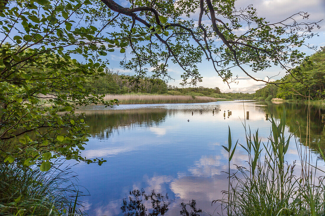 Boddenlandschaft bei Prerow, Mecklenburg-Vorpommern, Norddeutschland, Deutschland