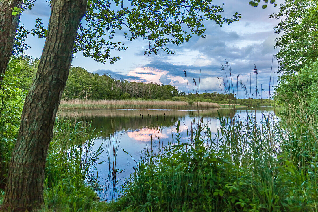 Boddenlandschaft bei Prerow, Mecklenburg-Vorpommern, Norddeutschland, Deutschland