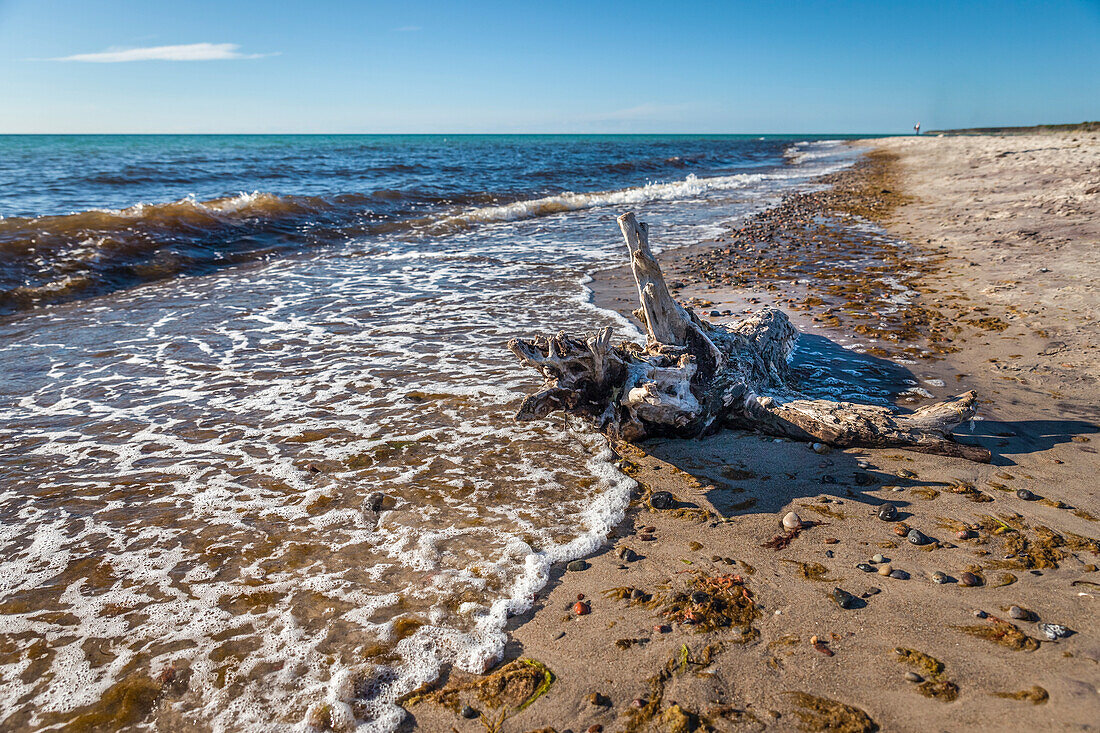 Driftwood on Darss West Beach, Mecklenburg-Western Pomerania, North Germany, Germany