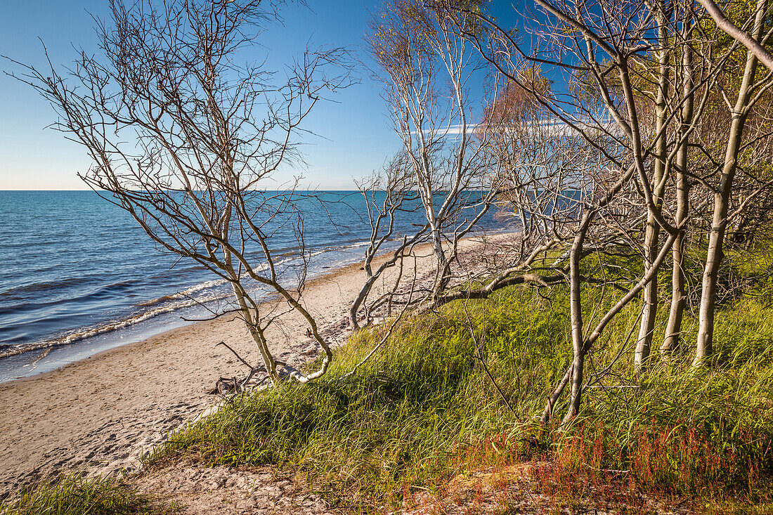 Bäume am Darßer Weststrand, Mecklenburg-Vorpommern, Norddeutschland, Deutschland