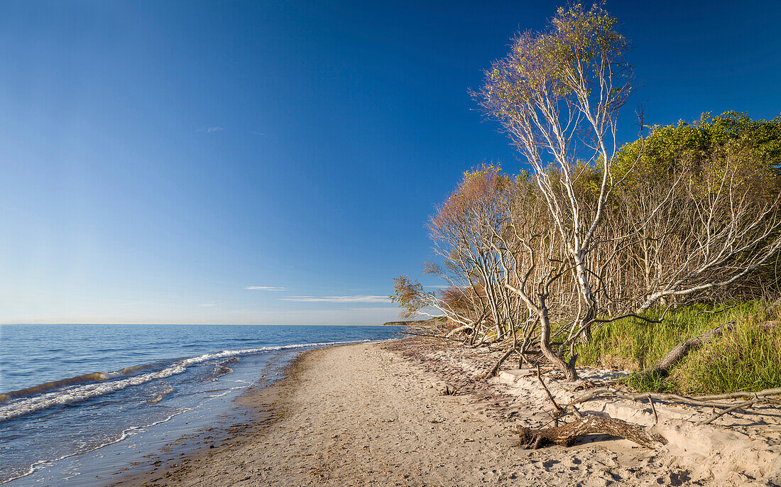 Bäume am Darßer Weststrand, Mecklenburg-Vorpommern, Norddeutschland, Deutschland