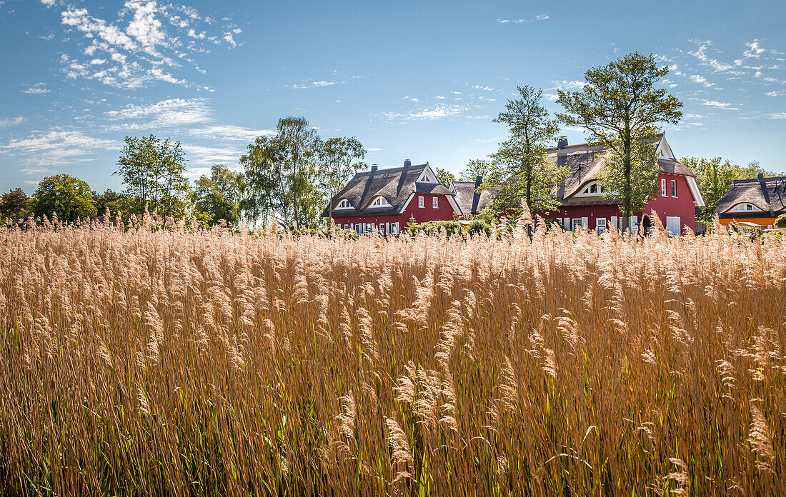 Thatched and thatched roof houses on the Bodden near Prerow, Mecklenburg-Western Pomerania, Northern Germany, Germany