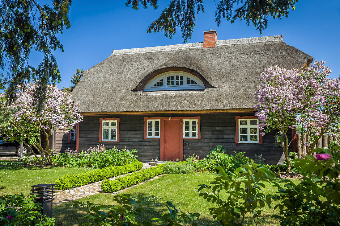 Historisches Reetdachhaus in Born am Darß, Mecklenburg-Vorpommern, Norddeutschland, Deutschland