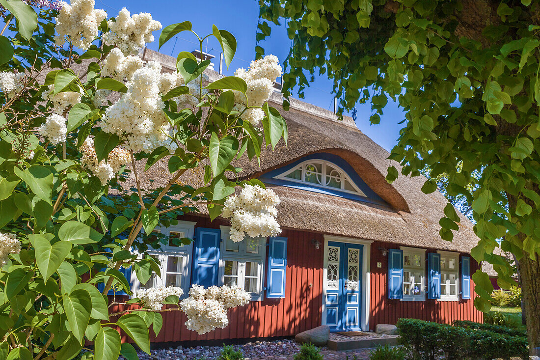 Historic thatched roof house in Born am Darss, Mecklenburg-West Pomerania, Northern Germany, Germany