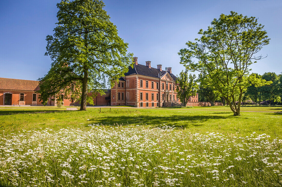 Blumenwiese im Park von Schloss Bothmer in Klütz, Mecklenburg-Vorpommern, Norddeutschland, Deutschland