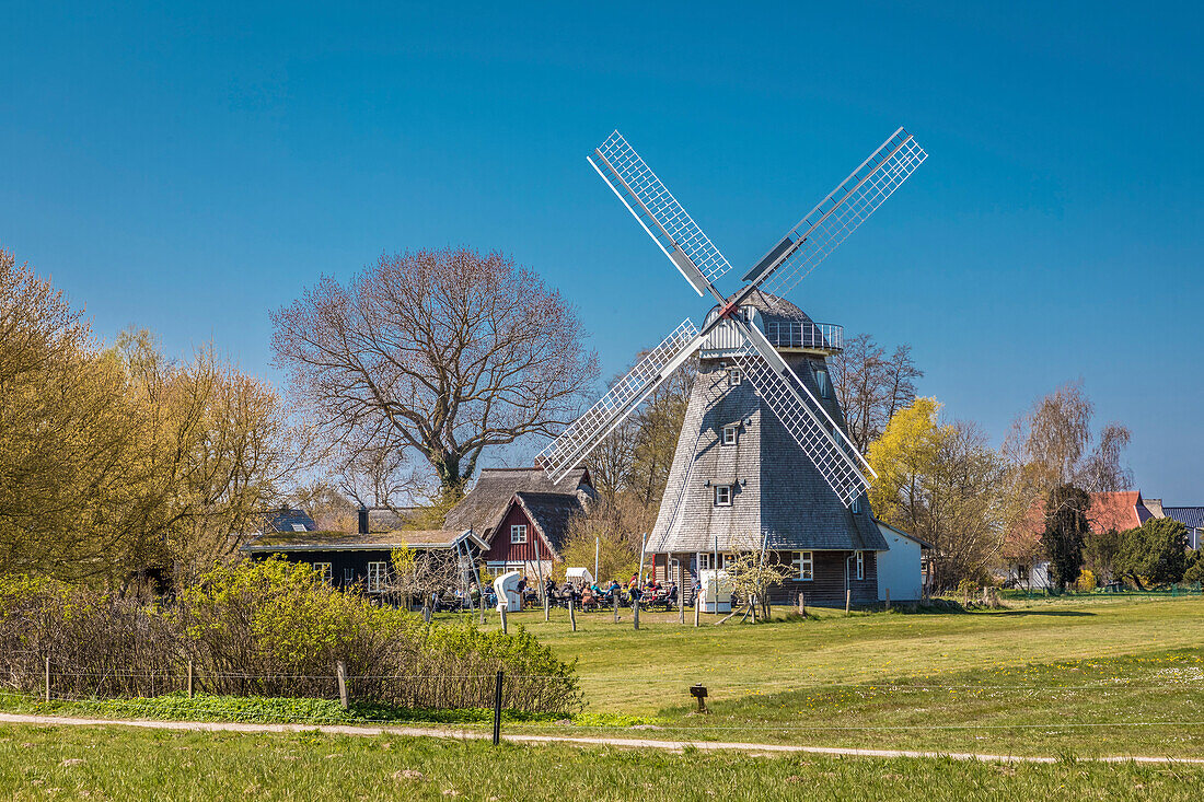 Mühle Ahrenshoop, Mecklenburg-Vorpommern, Norddeutschland, Deutschland