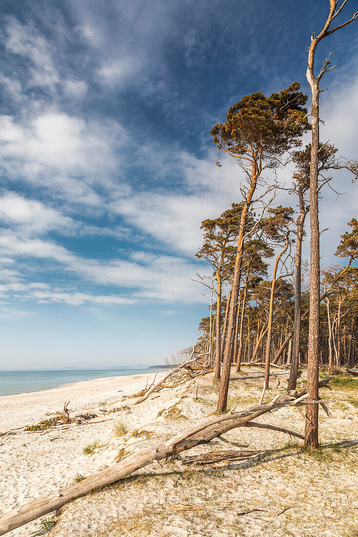 Trees at Darss West Beach, Mecklenburg-Western Pomerania, North Germany, Germany