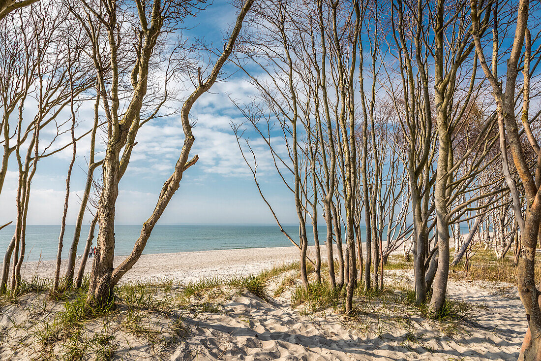 Trees at Darss West Beach, Mecklenburg-Western Pomerania, North Germany, Germany