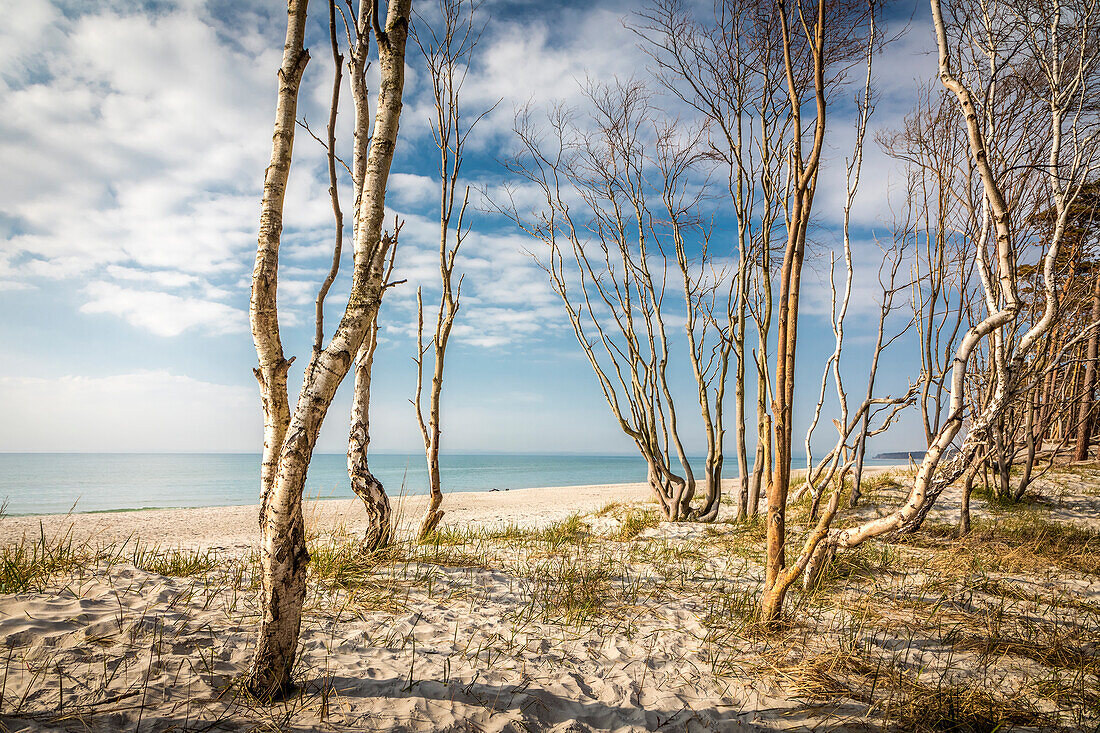 Bäume am Darßer Weststrand, Mecklenburg-Vorpommern, Norddeutschland, Deutschland