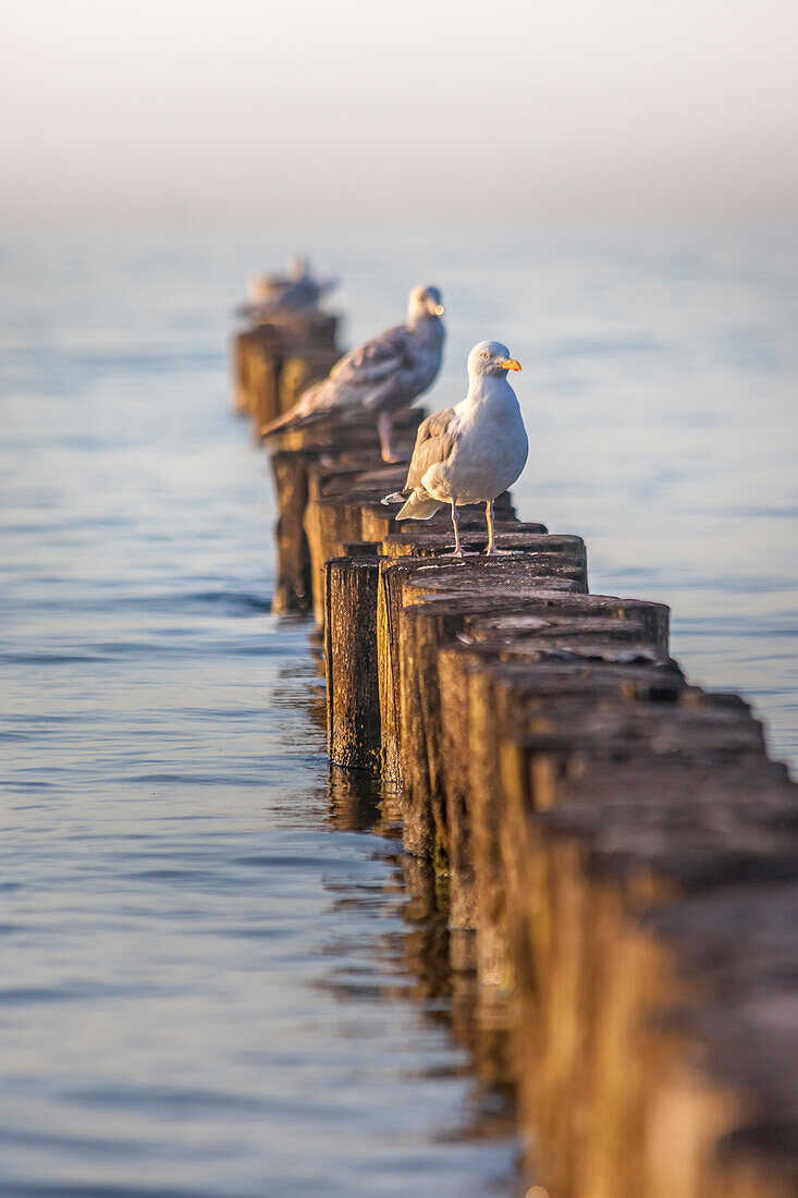 Möwen sitzen auf den Buhnen am Strand von Zingst im Abendlicht, Mecklenburg-Vorpommern, Ostsee, Norddeutschland, Deutschland