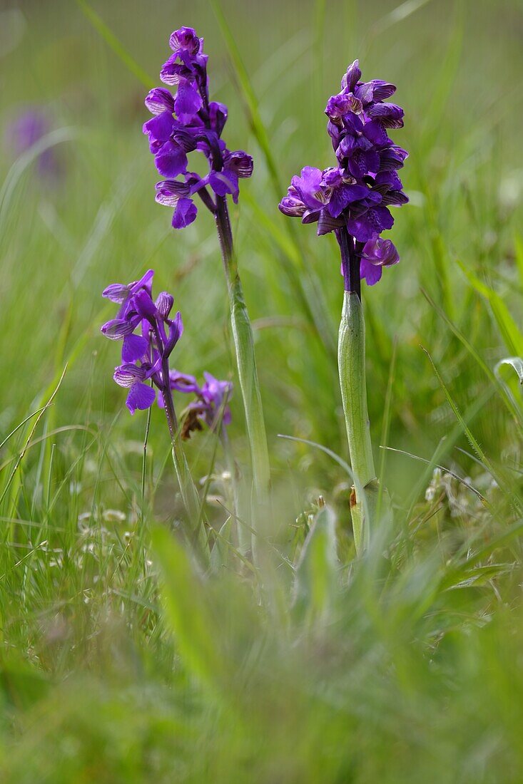 Small orchid, Anacamptis morio, Orchis morio,