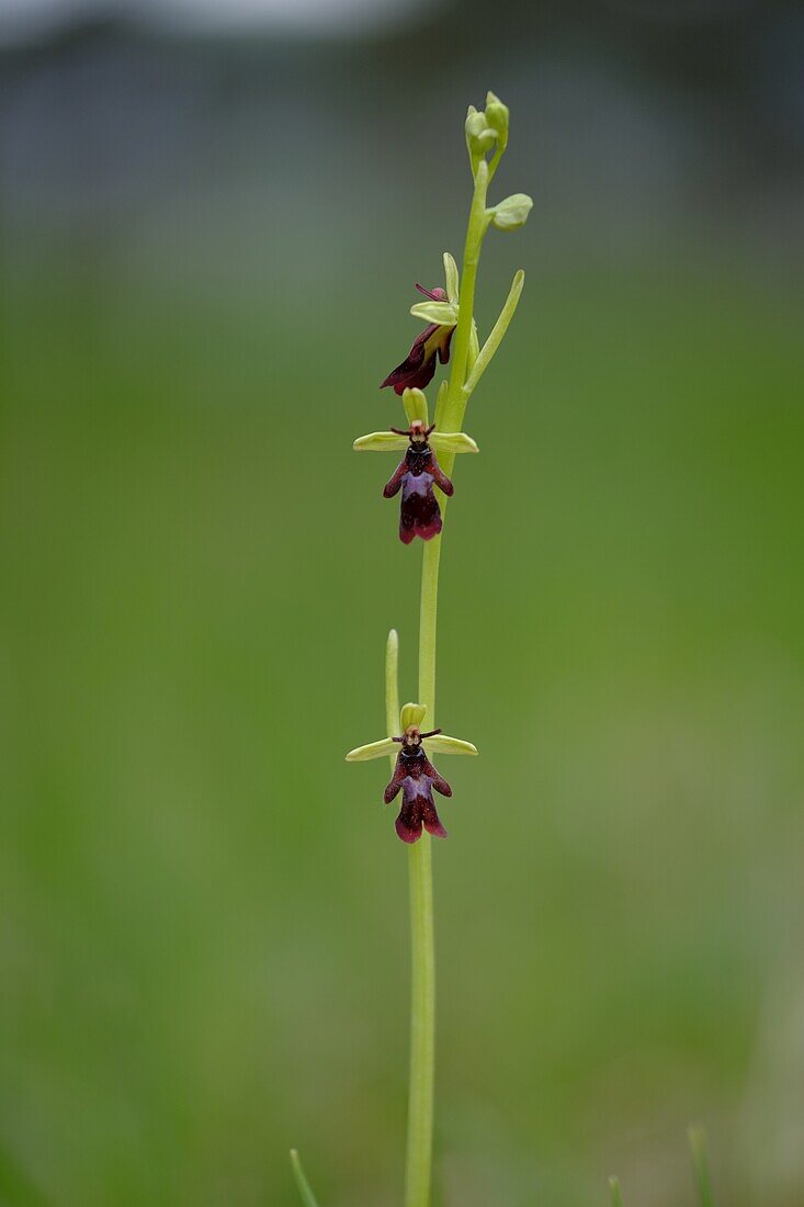 Fliegen-Ragwurz, Ophrys insectifera