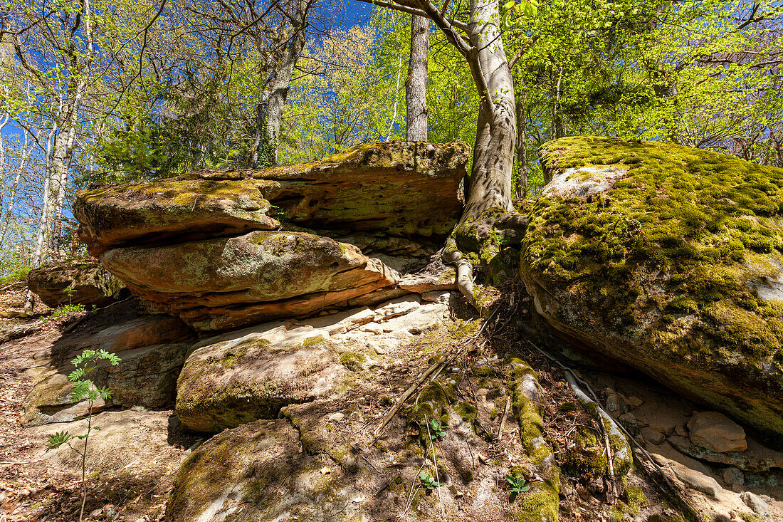 Rock labyrinth below the ruins of Nordburg Lichtenstein in Lichtenstein, Hassberge Nature Park, Hassberge district, Lower Franconia, Franconia, Bavaria, Germany