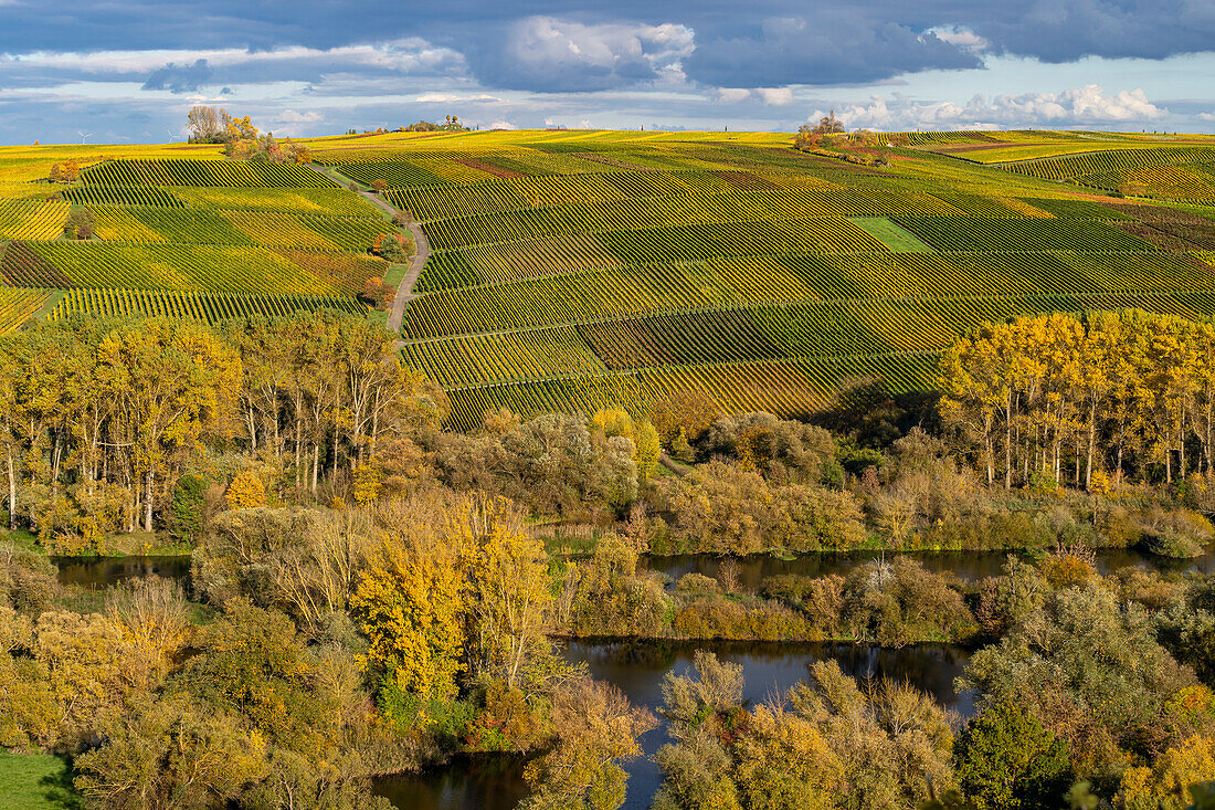 Vineyards on the wine island between Sommerach and Nordheim am Main on the Vokacher Mainschleife, Kitzingen district, Lower Franconia, Franconia, Bavaria, Germany