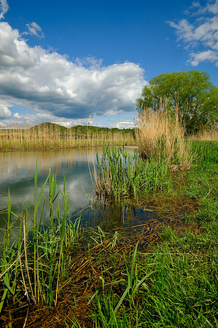 The Lautensee in the Mainaue nature reserve near Augsfeld, town of Hassfurt, district of Hassberge, Lower Franconia, Franconia, Bavaria, Germany