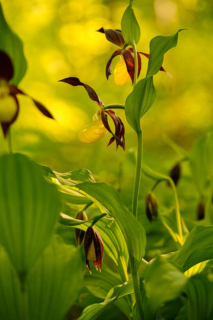 Lady's slipper, Cypripedium calceolus