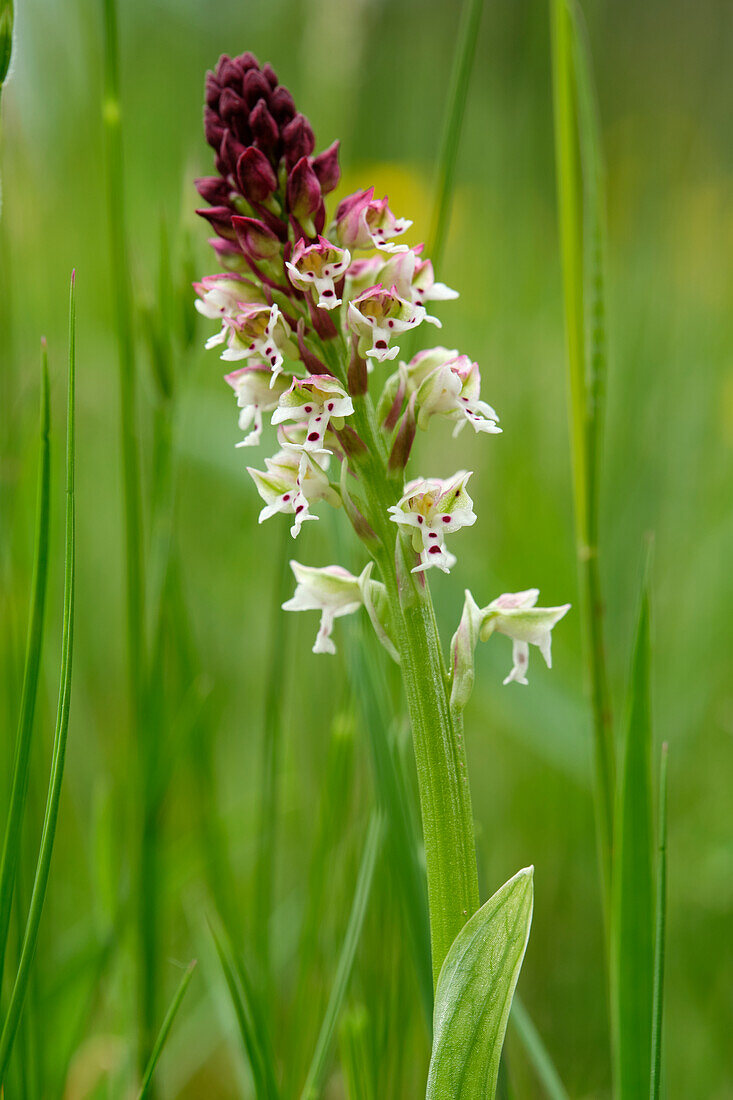 Brand-Knabenkraut, Orchis ustulata