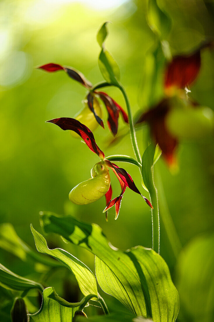 Frauenschuh, Cypripedium calceolus