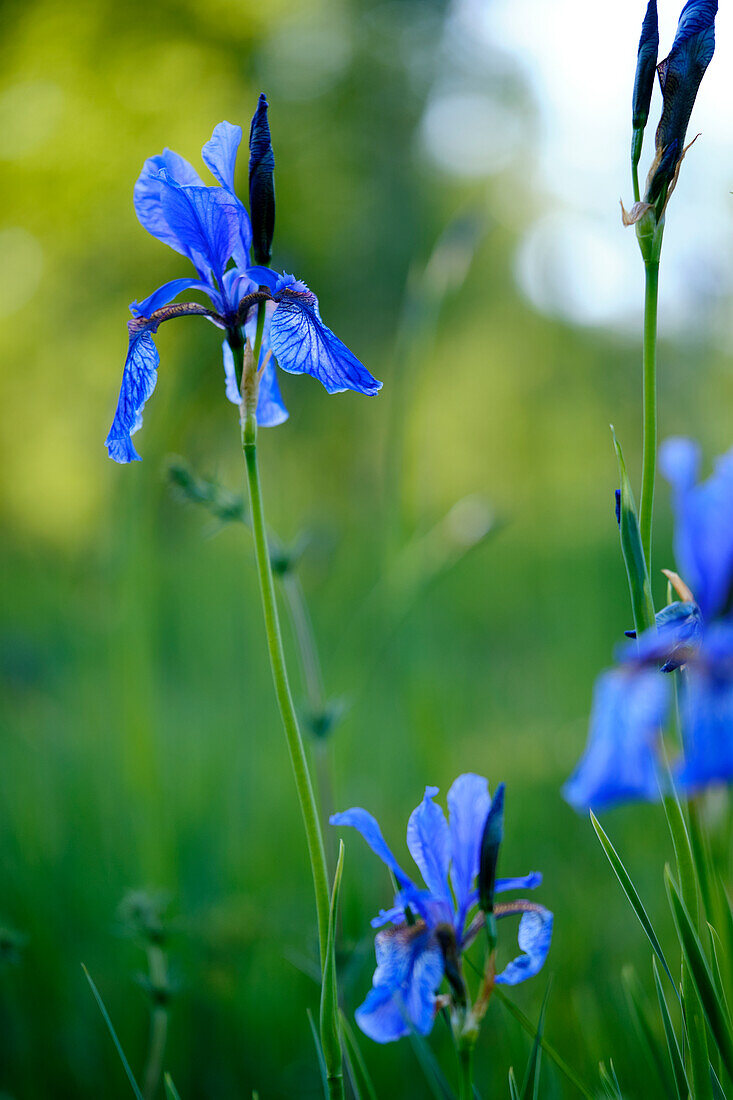 Siberian iris, meadow iris, Iris sibirica