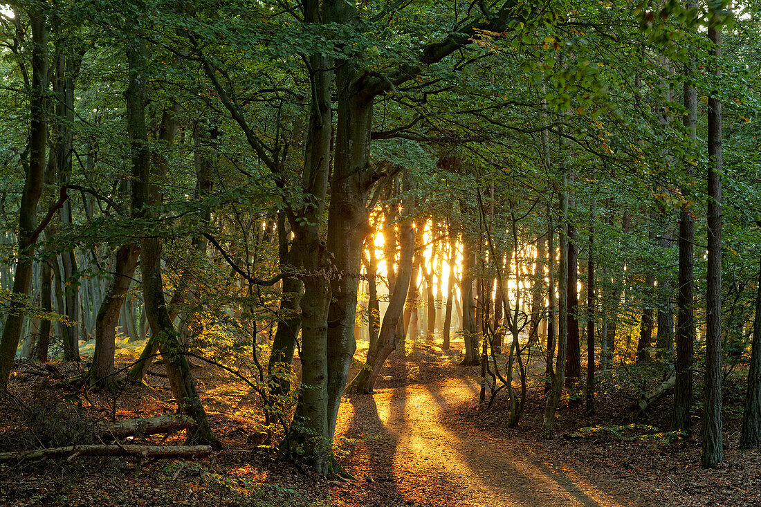 Lichtstimmung am Abend am Darßer Weststrand, Nationalpark Vorpommersche Boddenlandschaft, Mecklenburg Vorpommern, Deutschland