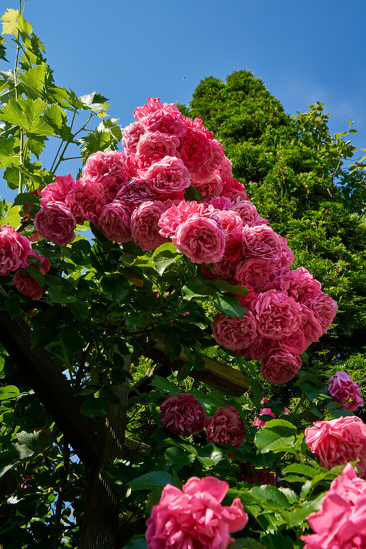 Prachtvolle Rosen