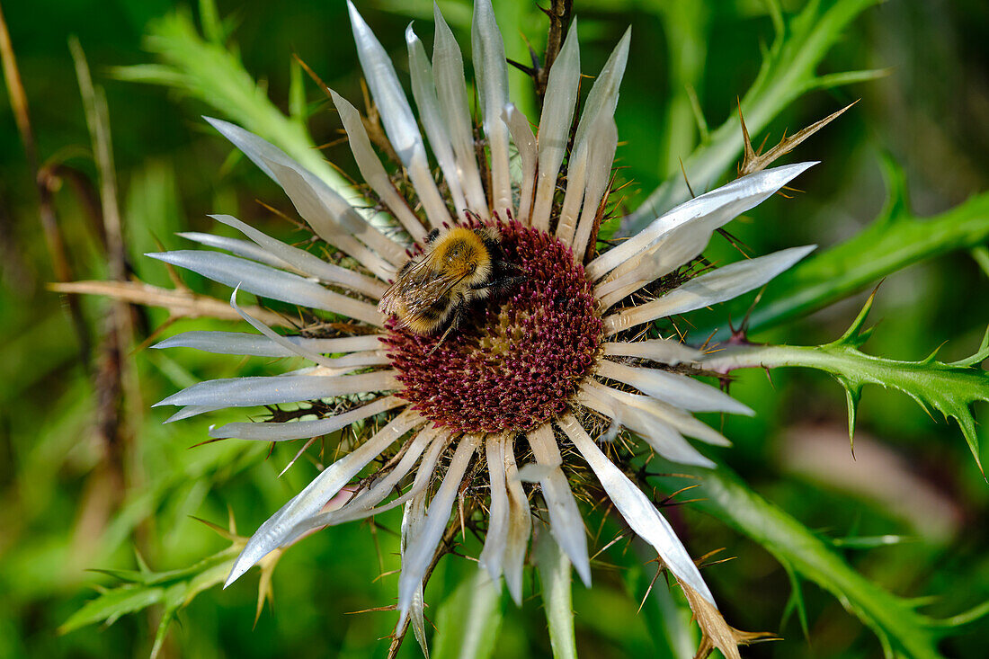 Silver thistle, Carlina acaulis