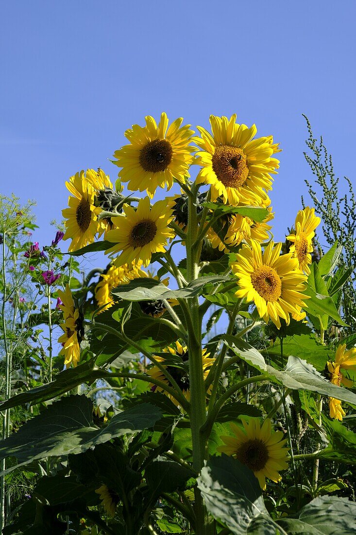 Sunflower, Common Sunflower, Helianthus annuus