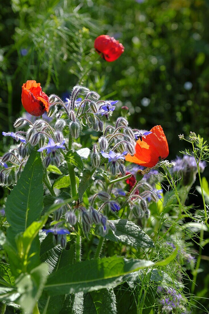 Borretsch, Borago officinalis